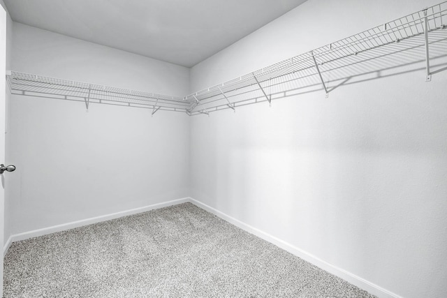 spacious closet featuring carpet floors