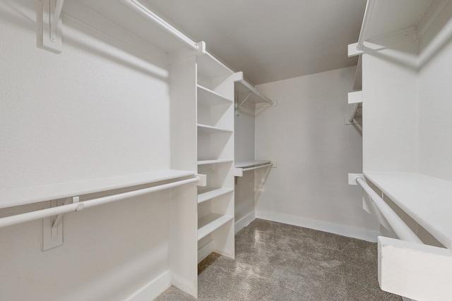 spacious closet featuring carpet floors