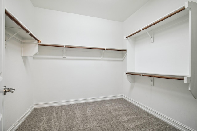 spacious closet featuring carpet floors