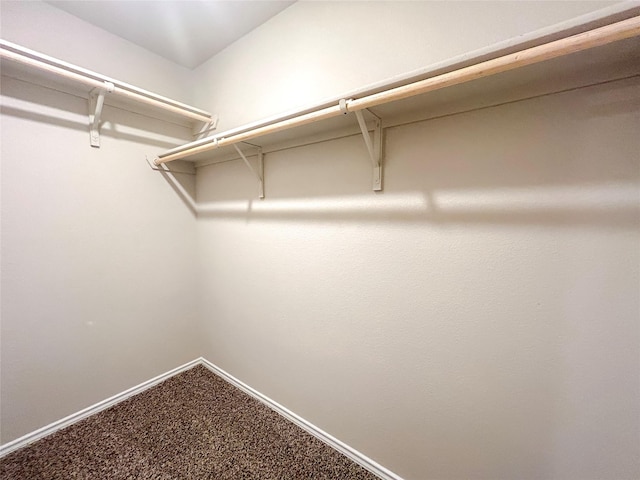 walk in closet with carpet flooring