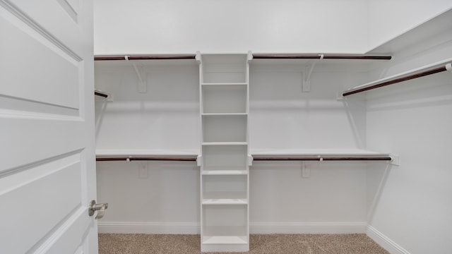 walk in closet featuring carpet flooring