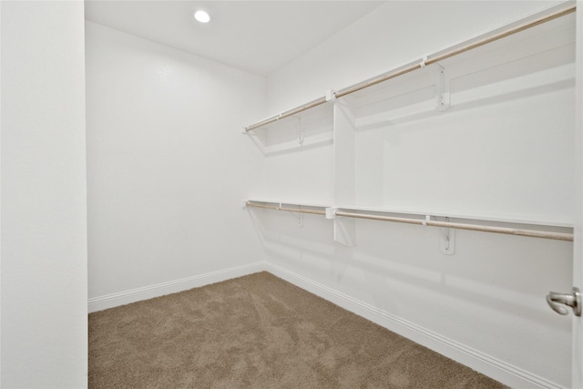 walk in closet featuring carpet floors