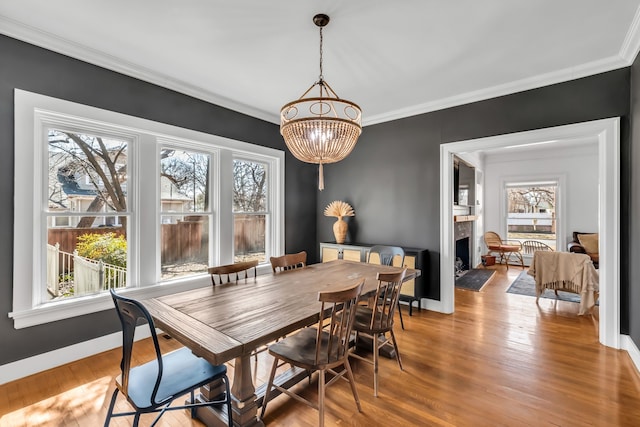 dining room featuring a fireplace with flush hearth, a healthy amount of sunlight, crown molding, and wood finished floors