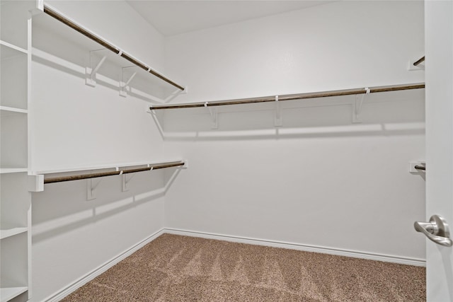 walk in closet with carpet flooring