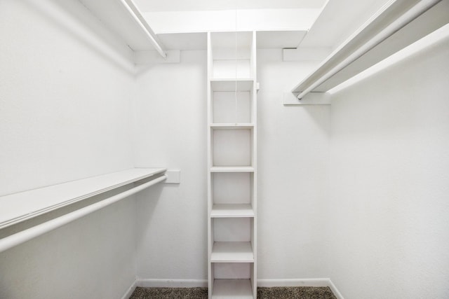 walk in closet with carpet floors