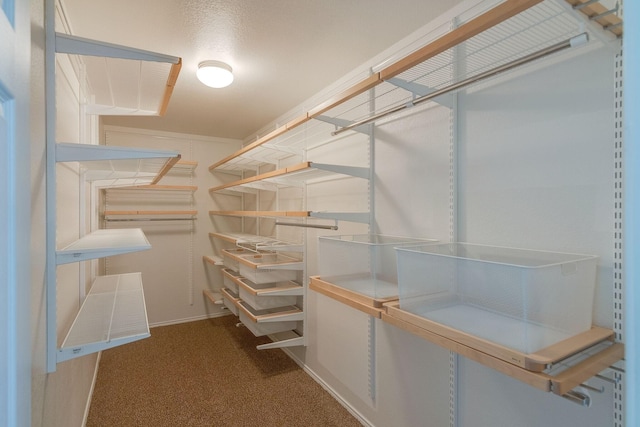 walk in closet with carpet flooring