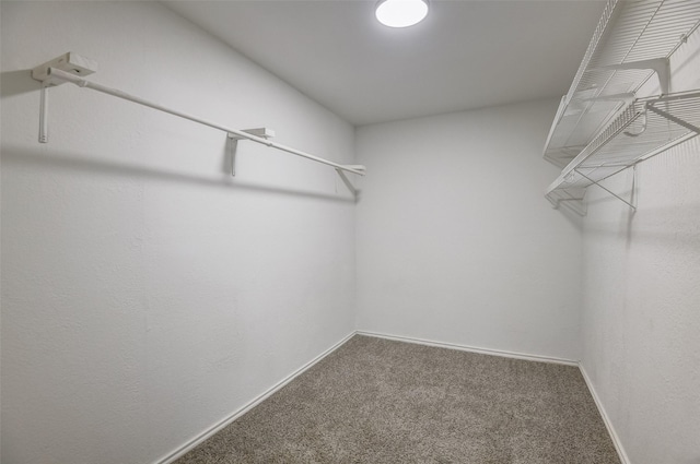 spacious closet featuring carpet flooring