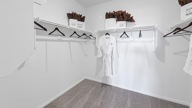 spacious closet featuring carpet floors