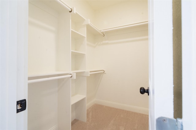 spacious closet featuring carpet floors