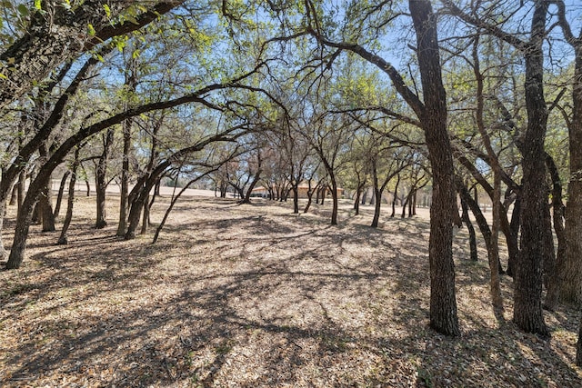 view of local wilderness