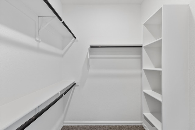 spacious closet featuring carpet flooring