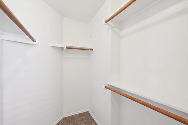 walk in closet with carpet floors