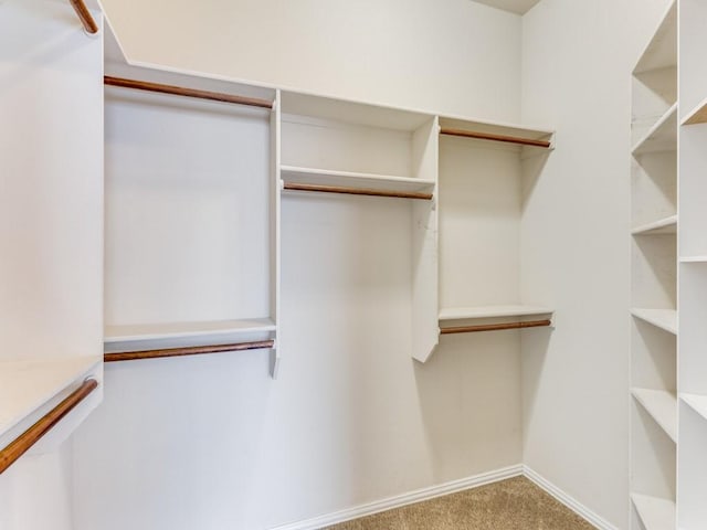 walk in closet with carpet flooring