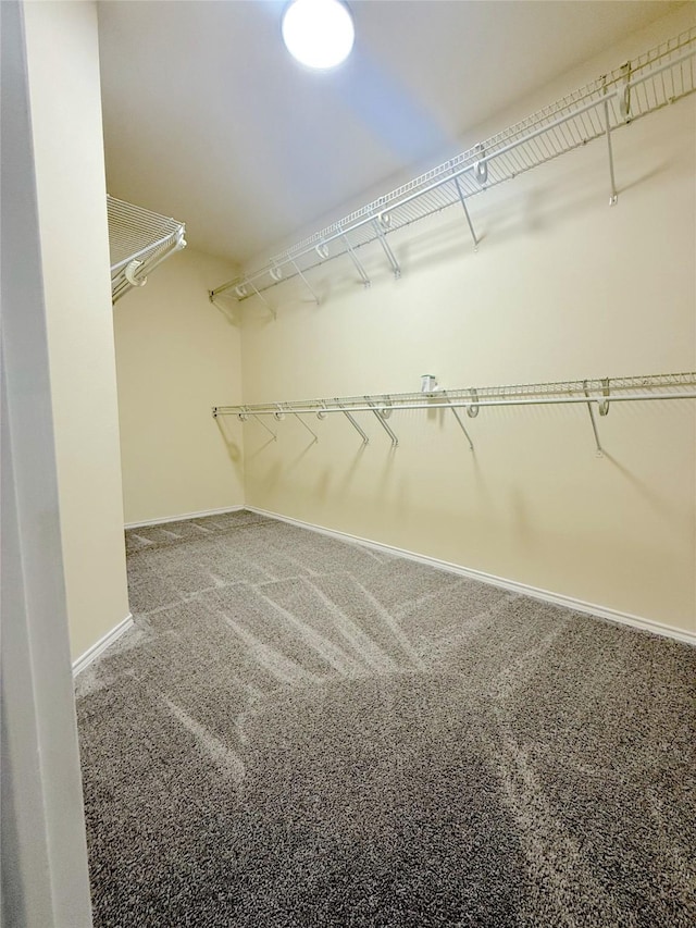 walk in closet featuring carpet floors