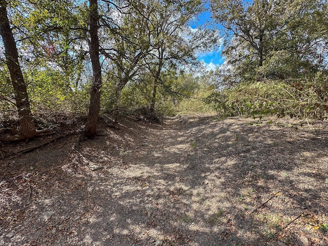 view of local wilderness