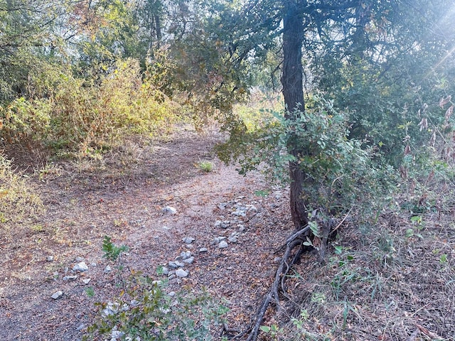 view of local wilderness with a view of trees