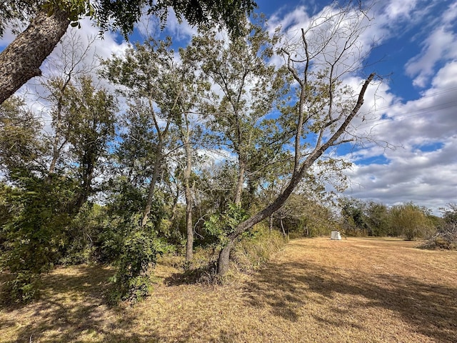 view of local wilderness