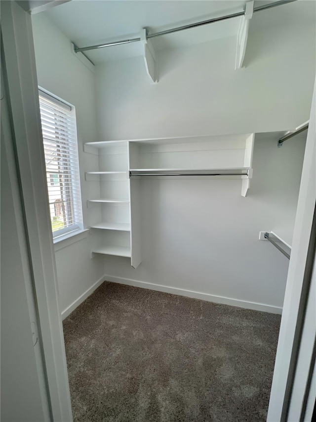 walk in closet with dark carpet