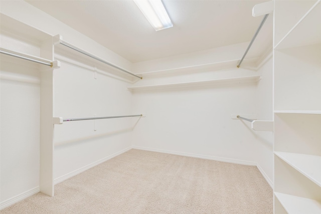 walk in closet with carpet flooring