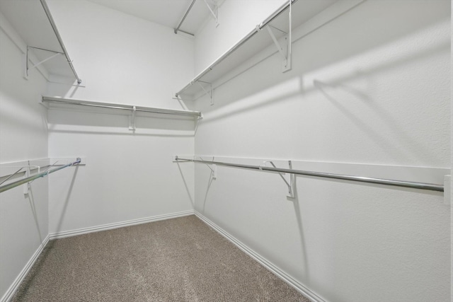 spacious closet featuring carpet flooring