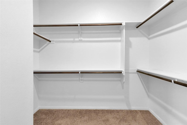 spacious closet featuring carpet flooring