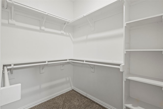 walk in closet with carpet flooring