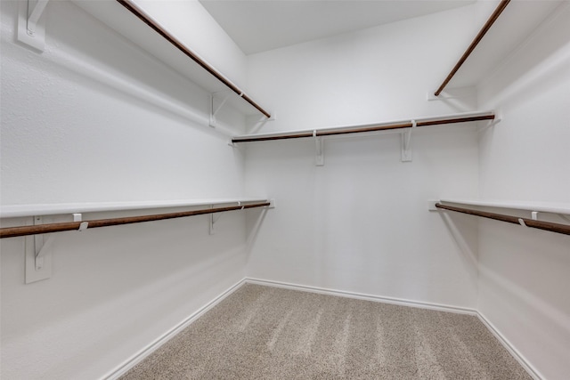 spacious closet featuring carpet flooring