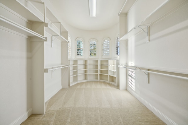 walk in closet with carpet floors