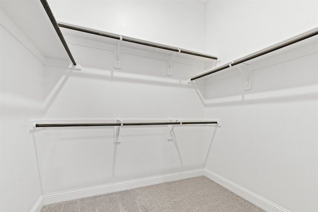 walk in closet with carpet flooring