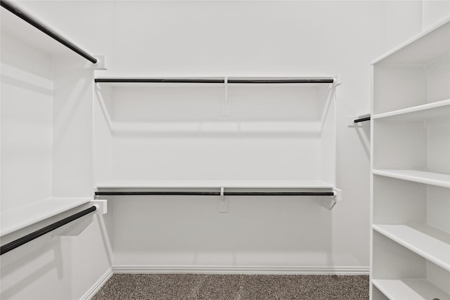 spacious closet featuring carpet