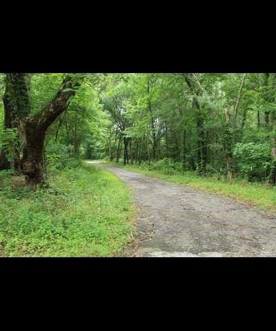 Listing photo 2 for TBD County Road 3180, Winnsboro TX 75494