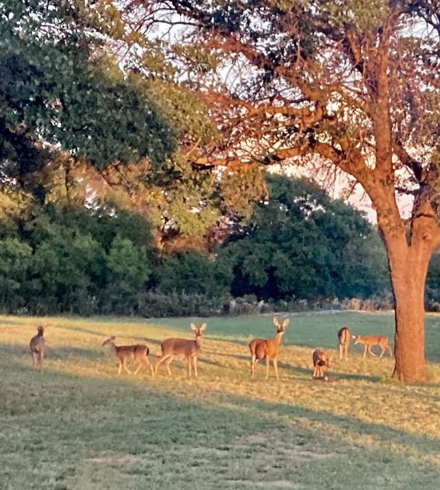 view of community with a lawn