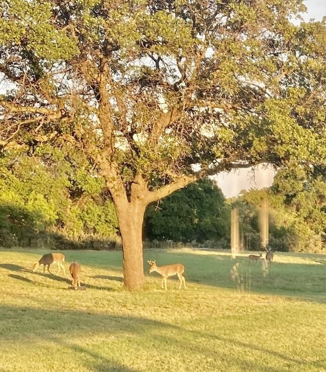 view of property's community with a lawn