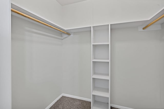 walk in closet featuring carpet flooring