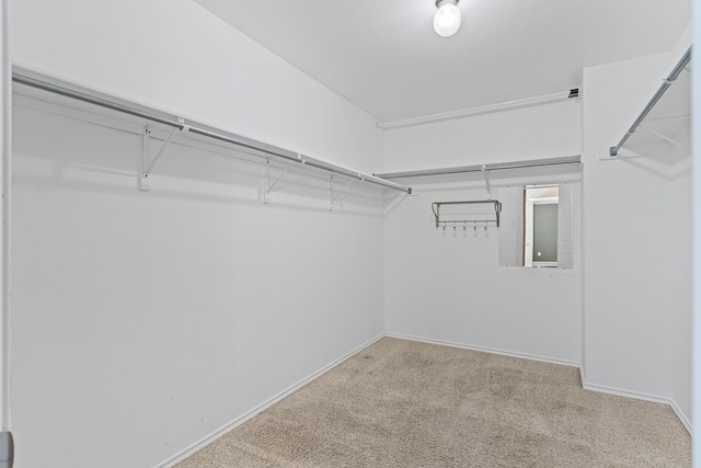 spacious closet featuring carpet