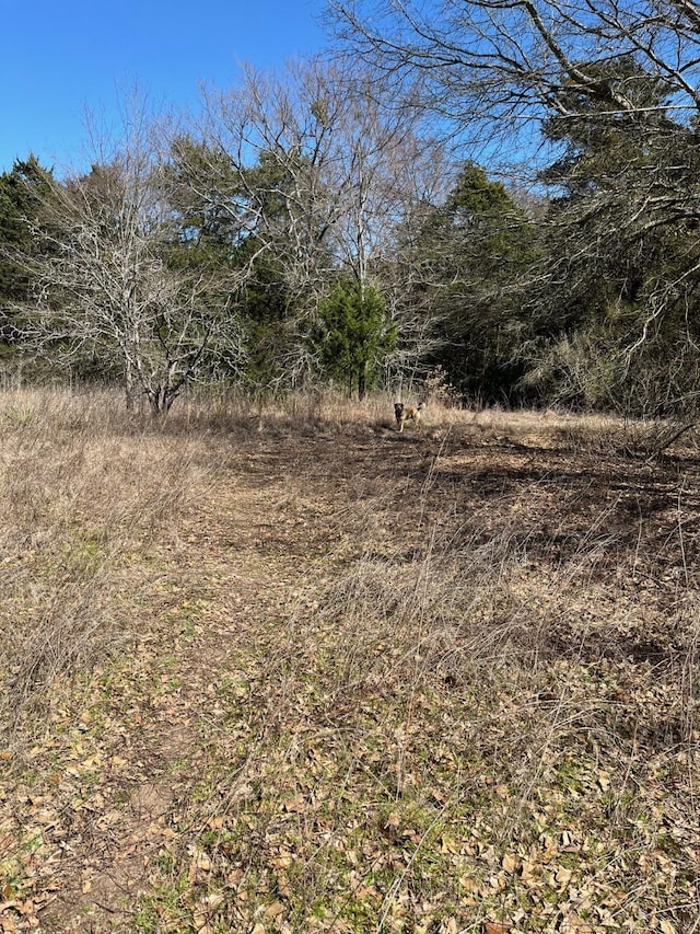 view of local wilderness