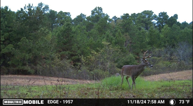 view of local wilderness with a wooded view