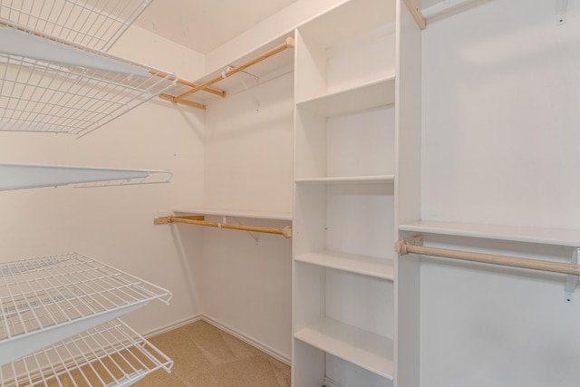 walk in closet featuring carpet flooring