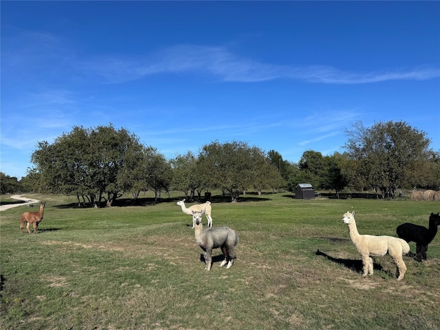 4081 Fm 2736, Campbell, TX 75422 - view of grassy yard with a storage shed, an outdoor structure, and a rural view