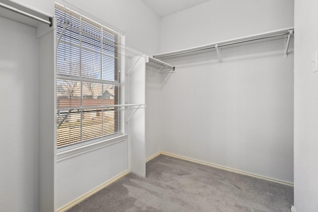 walk in closet featuring carpet