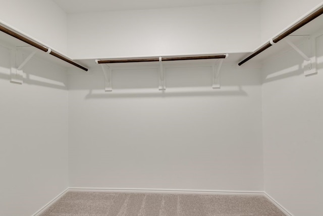 walk in closet with carpet floors