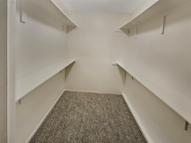 walk in closet featuring carpet floors