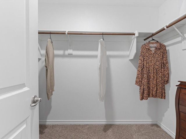 spacious closet featuring carpet flooring