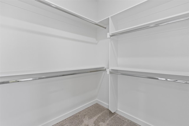 spacious closet featuring carpet floors