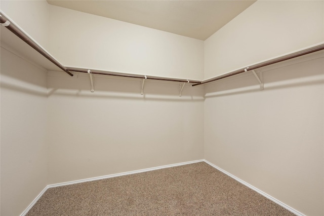 spacious closet featuring carpet flooring