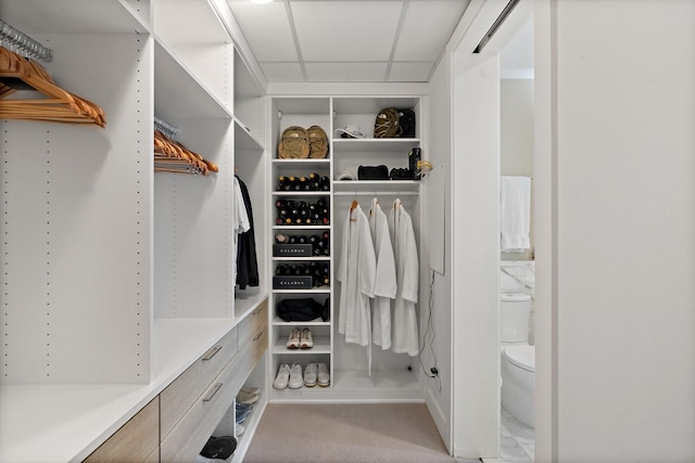 walk in closet featuring a drop ceiling and carpet floors