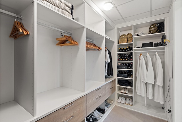 spacious closet featuring a paneled ceiling and carpet