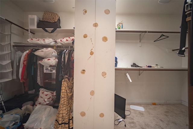 spacious closet featuring carpet