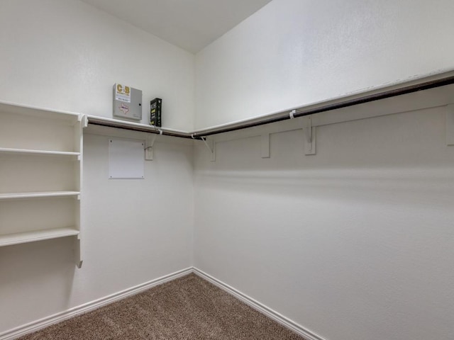 walk in closet featuring carpet