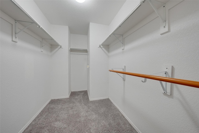 spacious closet featuring carpet